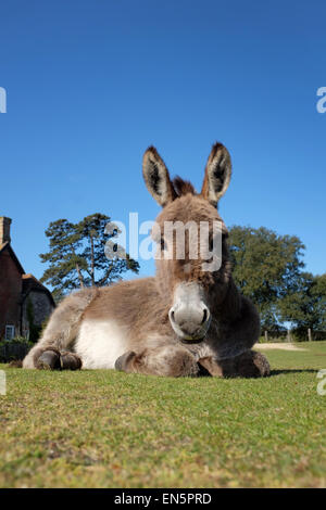 New Forest Esel zum Entspannen in der Sonne in Beaulieu, New Forest Hampshire UK Stockfoto