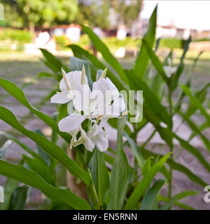 Platz in der Nähe bis der kubanischen Nationalblume der Mariposa. Stockfoto