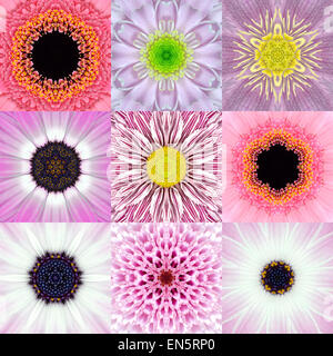 Sammlung von neun konzentrischen rosa Blume Mandalas. Kaleidoskop konzentrischen Design. Voller Blüte Hintergrund Stockfoto