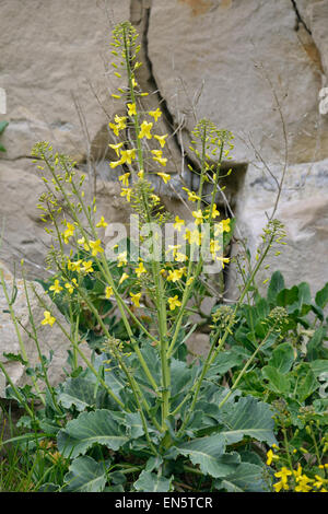 Wilde Kohl - Brassica Oleracea, wächst in Dorset Steinbruch Stockfoto