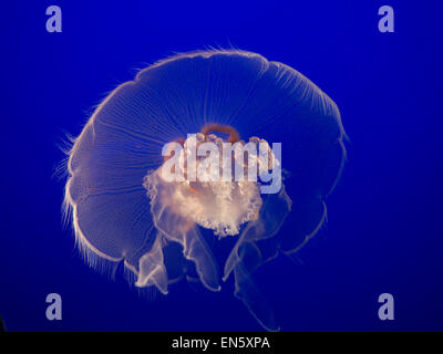 Schließen Sie die Ansicht auf die zarte natürliche Schönheit einer Mond-Qualle in Monterey Aquarium Kalifornien USA Stockfoto