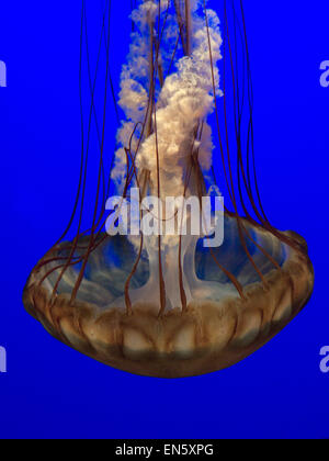 Meer Brennnessel Quallen (Chrysaora Fuscescens) langsam driften und pulsieren in Monterey Aquarium Kalifornien USA Stockfoto