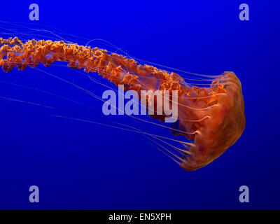 Meer Brennnessel Quallen (Chrysaora Fuscescens) langsam driften und pulsieren in Monterey Aquarium Kalifornien USA Stockfoto