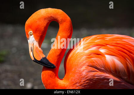 Amerikanische Flamingo Stockfoto