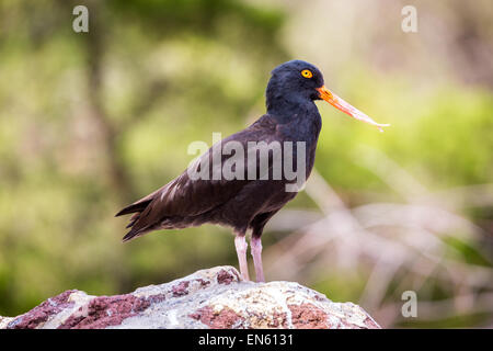 Die schwarze Austernfischer (Haematopus Bachmani) ist ein auffälliger schwarzer Vogel gefunden am Ufer des westlichen Nordamerika Stockfoto