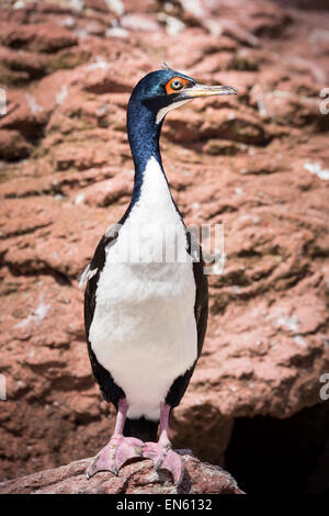 Guanay Kormoran steht hoch auf einem Felsen. Der Guanay Kormoran ist Mitglied der natürlichen, Natur-Familie finden Sie auf der Pacific co Stockfoto