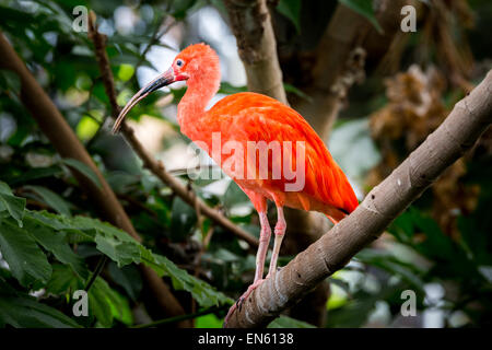 Scarlet Ibis thront auf einem Regenwald-Zweig. Stockfoto