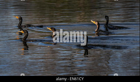 Doppel crested cormorant Essen der Fische im See Stockfoto