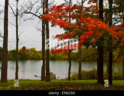 Brillante Herbstlaub in Finger Lakes, New York Stockfoto