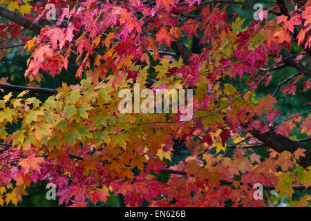 Brillante Herbstlaub in Finger Lakes, New York Stockfoto