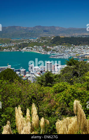 CBD, Wellington Harbour, Oriental Bay und Toetoe Gräser, Wellington, Nordinsel, Neuseeland Stockfoto