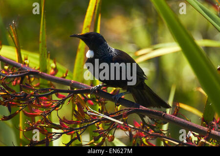 TUI (Prosthemadera Novaeseelandiae) in Bush Flachs (Phormium Tenax), Te Ahumairangi Hill (Tinakori Hill), Wellington, Neuseeland Stockfoto