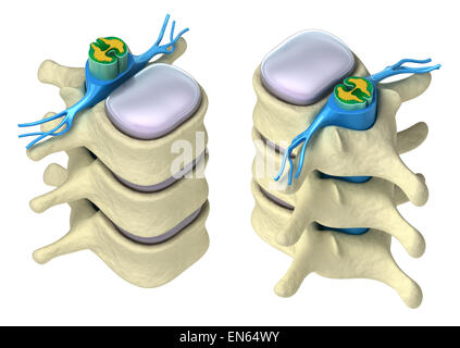 Menschliche Wirbelsäule im Detail: Wirbel, Knochenmark, Scheibe und Nerven. Isoliert auf weißem 3D-Bild. Stockfoto