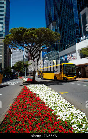 Blumen, Bürogebäuden und Bus, Lambton Quay, Wellington, Nordinsel, Neuseeland Stockfoto