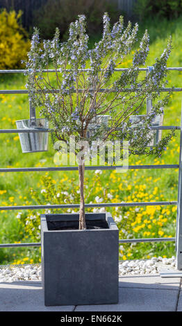 Rosmarin-Busch im Frühjahr mit Blumentopf. Stockfoto