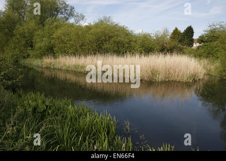 Bexley Fluß Cray bei Barnes Cray Stockfoto