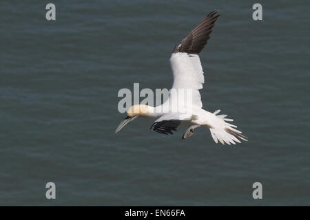 Erwachsenen Gannet im Flug über Meer Stockfoto