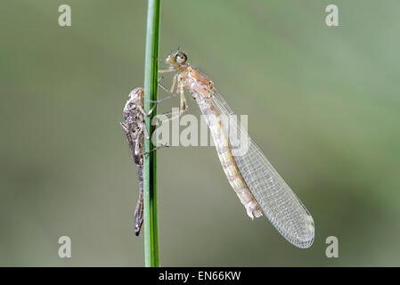 Frisch geschlüpfte, noch blass Suchen weibliche Hufeisen-azurjungfer (Coenagrion puella) mit leeren Larve Haut (exuvia), Schweiz Stockfoto