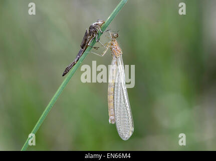 Frisch geschlüpfte, noch blass Suchen weibliche Hufeisen-azurjungfer (Coenagrion puella) mit leeren Larve Haut (exuvia), Schweiz Stockfoto