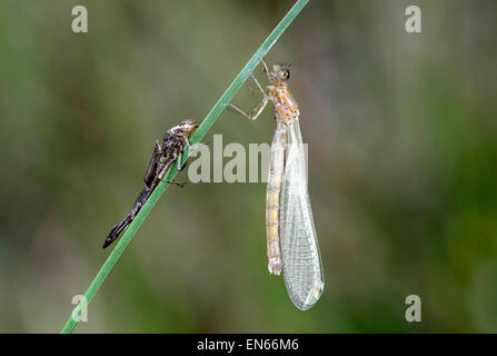 Frisch geschlüpfte, noch blass Suchen weibliche Hufeisen-azurjungfer (Coenagrion puella) mit leeren Larve Haut (exuvia), Schweiz Stockfoto