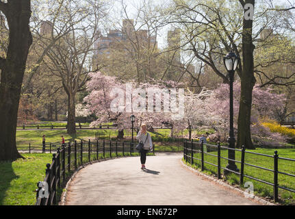 Junge Frau, die zu Fuß durch den Central Park, mit Frühling blühen im Hintergrund, NYC, USA Stockfoto