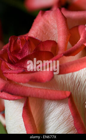Rote rose Nahaufnahme Stockfoto
