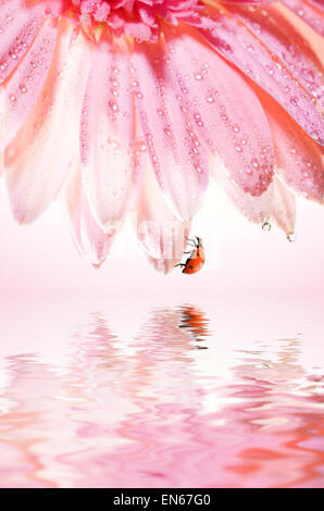 Schöne rose Blume mit einem Marienkäfer auf Blütenblätter Reflefted im gerenderten Wasser Stockfoto