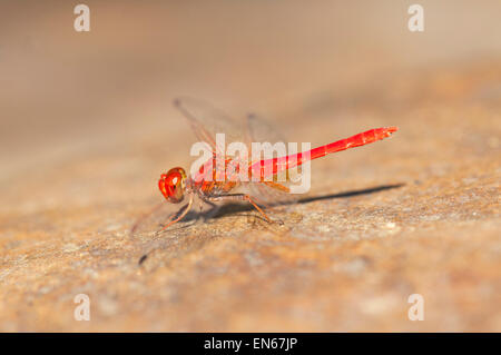 Scharlachrote Percher Libelle (Diplacodes Haematodes), Kimberley-Region, Western Australia, WA, Australien Stockfoto