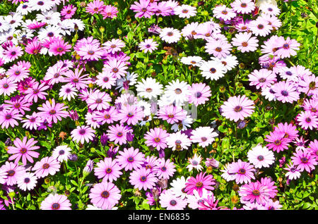 Rosa und weiße Gänseblümchen Stockfoto