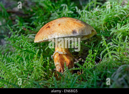 Lärche Bolete (Suillus Grevillei), Mykorrhizapilz in symbiotische Zusammenarbeit mit Lärchen, essbar, Versoix, Genf, Schweiz Stockfoto