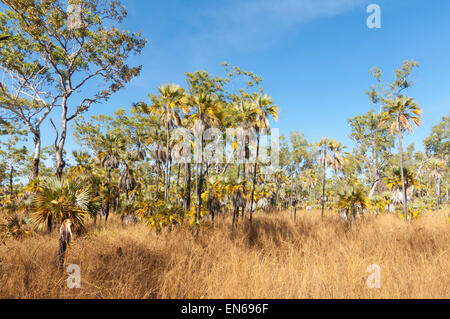 Baum-Kohlpalme (Livistona Australis), Mitchell Plateau, Kimberley, Western Australia Stockfoto