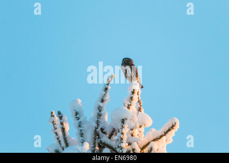 Eurasische Sperlingskauz sitzt in oberem Teil schneebedeckten Fichten, Gällivare-Schwedisch-Lappland Stockfoto