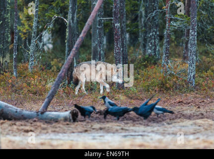 Grauer Wolf im Wald und Krähen und Raben zu Fuß davor, Kuhmo, Finnland Stockfoto