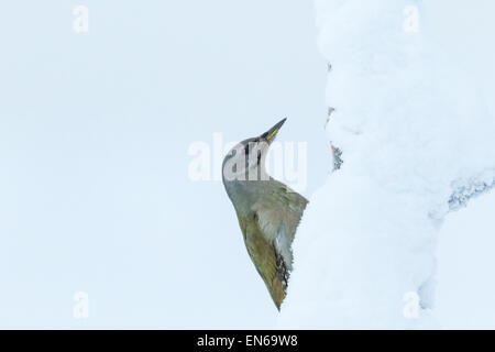 Grauspecht, Picus Canus, sitzt auf alten Baum mit Schnee, Gälivare Schweden Stockfoto