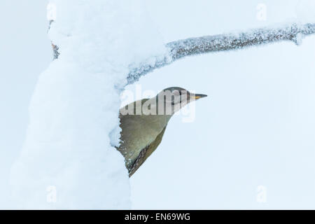 Grauspecht, Picus Canus, sitzt auf alten Baum mit Schnee, Gälivare Schweden Stockfoto