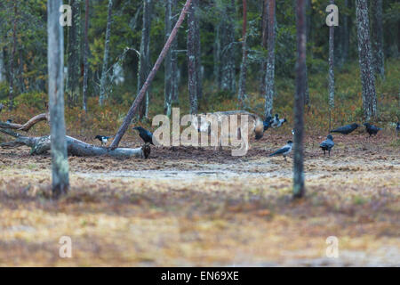 Grauer Wolf im Wald mit Blick auf Kamera, Raben und Krähen zu Fuß herum, Kuhmo, Finnland Stockfoto