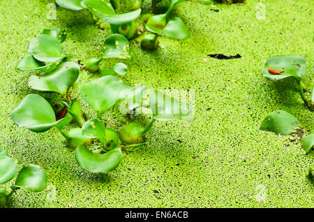 Wasser-Hyazinthe und Moskito-Farn Stockfoto