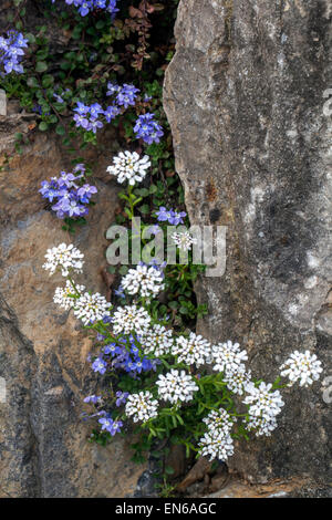 Veronica liwanesis, Iberis sempervirens Immergrüne, mehrjährige candytuft Speedwell auf Rock Garden Stockfoto