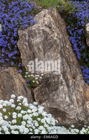 Veronica Liwanesis, Iberis Sempervirens, immergrüne Schleifenblume, mehrjährige Schleifenblume auf Steingarten Stockfoto