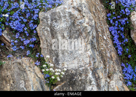 Veronica Liwanesis, Iberis Sempervirens, immergrüne Schleifenblume, mehrjährige Schleifenblume auf Steingarten Stockfoto