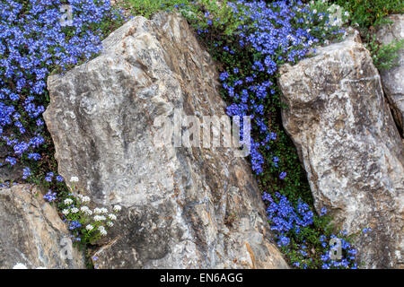 Veronica liwanesis, Iberis sempervirens, immergrüne Candytuft Rockery Garden Pflanze wächst in felsigen alpinen Pflanzengärten Stockfoto