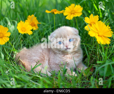 Süße Kätzchen auf der Wiese mit Blumen Stockfoto