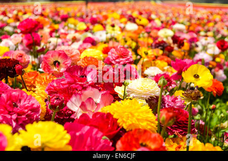 Ein Feld von mehrfarbigen kultiviert Hahnenfuß (Ranunculus) Blumen für den Export nach Europa. Fotografiert im nördlichen Israel Negev Stockfoto