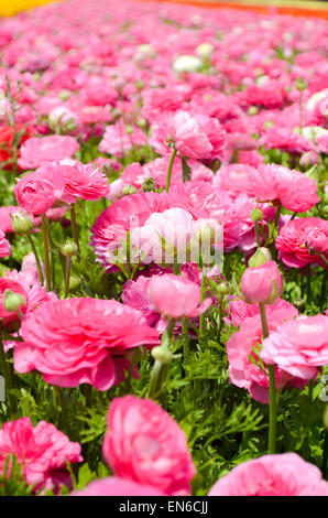 Ein Feld von rosa kultiviert Hahnenfuß (Ranunculus) Blumen für den Export nach Europa. Fotografiert im nördlichen Israel Negev Stockfoto