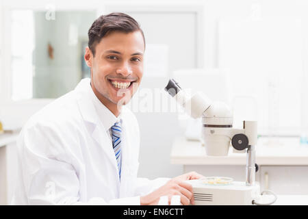 Lächelnde Wissenschaftler beobachten Petrischale mit Mikroskop Stockfoto