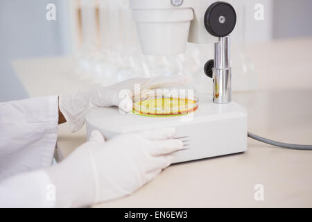 Wissenschaftler betrachten Petrischale mit Mikroskop Stockfoto