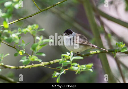 Mönchsgrasmücke (Sylvia Atricapilla). Männchen im bewaldeten Gestrüpp. Stockfoto