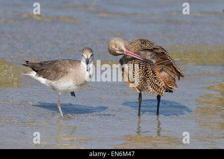 Marbled Godwit Limosa Fedoa und Willett Fütterung März Fort Myers Strand Golfküste Florida USA Stockfoto