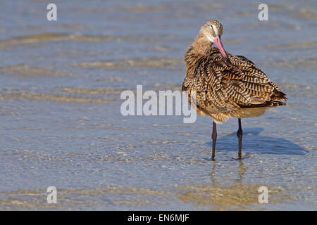 Marmorierte Limosa Uferschnepfe Fedoa putzen März Fort Myers Beach Golf-Küste Florida USA Stockfoto