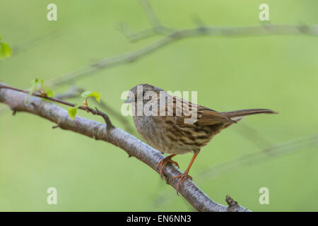 Heckenbraunelle (Prunella Modularis) thront auf einem Baum. Stockfoto